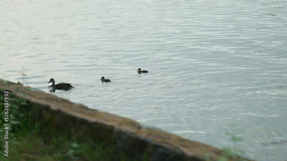 A mother duck glides across Lake Burley Griffin with her ducklings following closely behind in Canberra, ACT. The peaceful scene highlights local wildlife thriving in the urban lake environment. A mother duck glides across Lake Burley Griffin with her ducklings following closely behind in Canberra, ACT. The peaceful scene highlights local wildlife thriving in the urban lake environment.