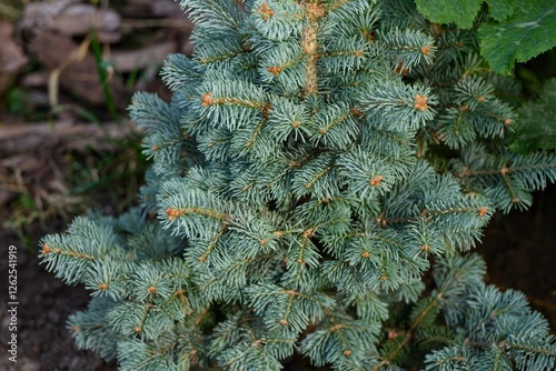 Abies Lasiocarpa Compacta evergreen tree photo