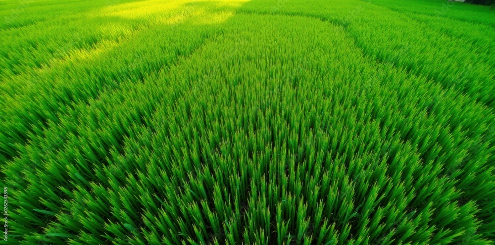 Obraz premium High-angle view drone shot of lush green crop field, stem, green