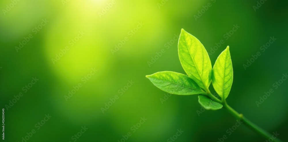 New spring leaves unfurl, bright green, soft light , eco, nature background New spring leaves unfurl, bright green, soft light , eco, nature background