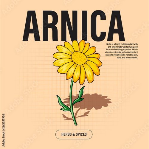 Arnica Flower Premium Vector Clipart High-Quality Illustration for Cooking Branding and Packaging