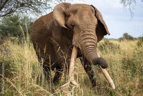 Принти на полотні Joao, a 45 year old super tusker in Selenkay Conservancy, Kenya