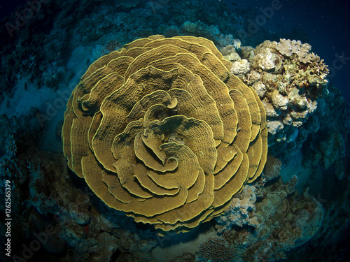Fototapeta Naklejka Na Ścianę i Meble -  Turbinaria coral, Red Sea