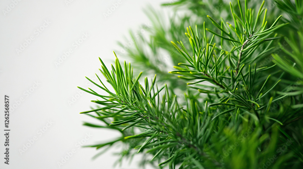Fototapeta premium Close-up of fresh green pine needles with a soft background highlighting the texture and beauty of evergreen foliage in natural light 