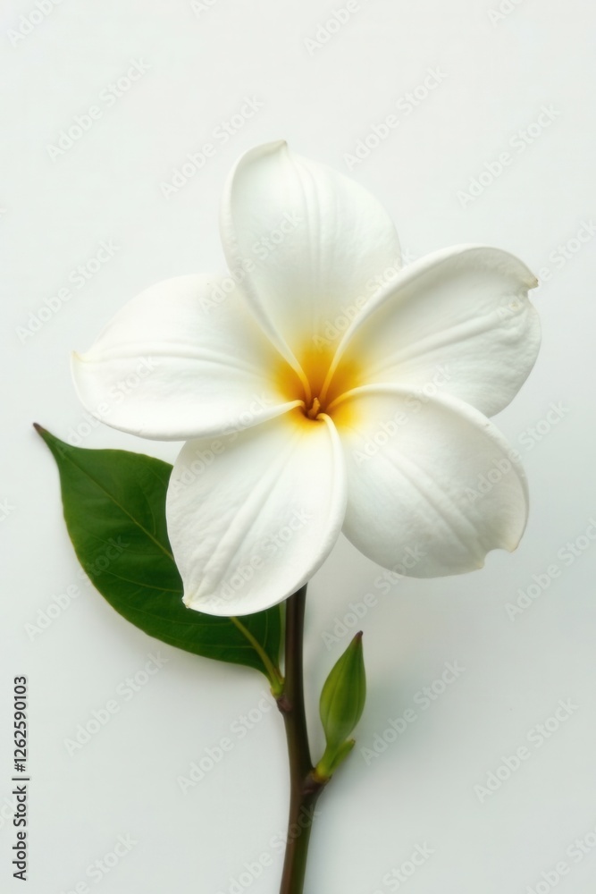 Fototapeta premium Fully opened gardenia flower, stark white, against plain white backdrop , plant, tropical flower