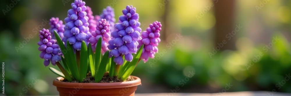 Obraz premium Hyacinth blooms in terracotta pot, spring garden , close-up, colorful