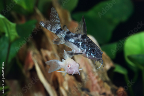 Two Peppered corydoras, Corydoras paleatus, one white freshwater fish swim in in planted aquarium.