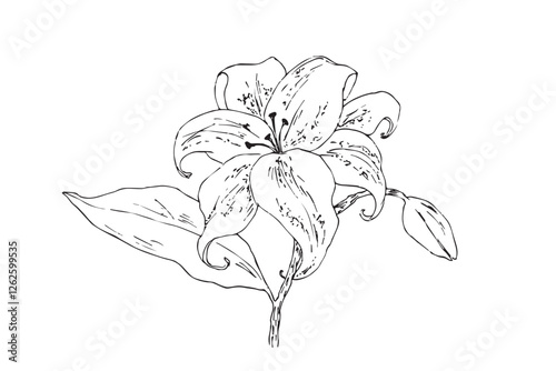 Flower vector illustration. Hand drawn blooming flower with bud.