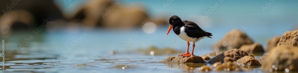 Oystercatcher chick foraging near parent on rocks , rocky, avian Oystercatcher chick foraging near parent on rocks , rocky, avian