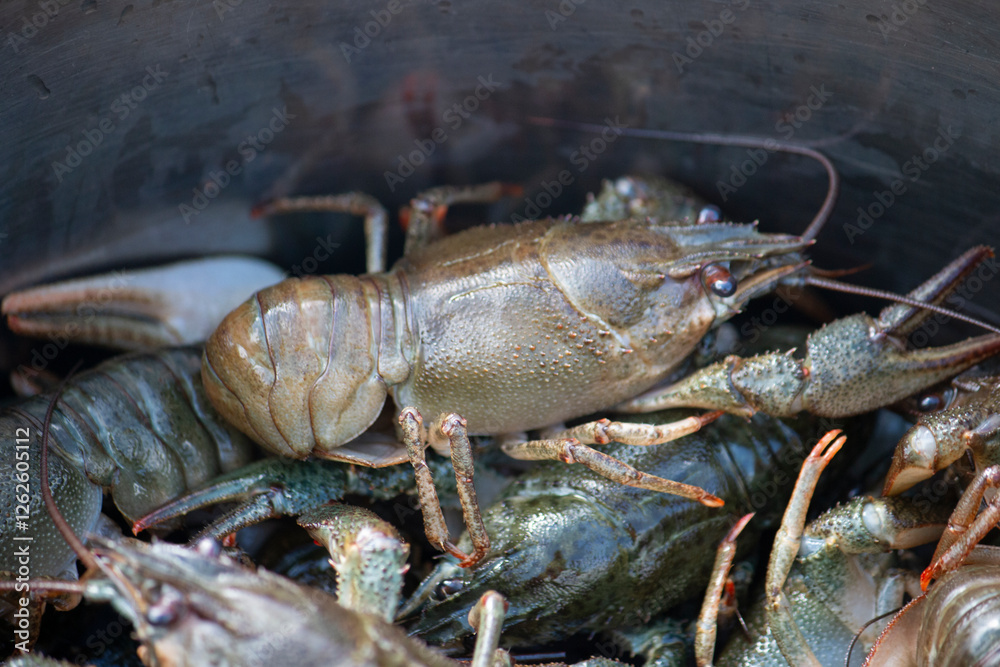 Fresh caught live crayfish in a pot. Travel food concept Fresh caught live crayfish in a pot. Travel food concept