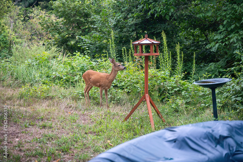 A deer in a green garden