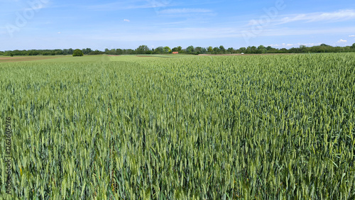 wheat field in the spring in Vojvodina province photo