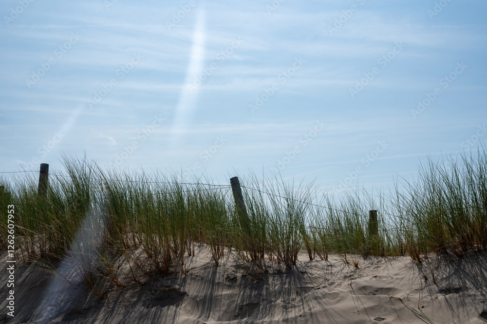 Barbed wire fence on a dune, with beach grass and sunbeams Barbed wire fence on a dune, with beach grass and sunbeams