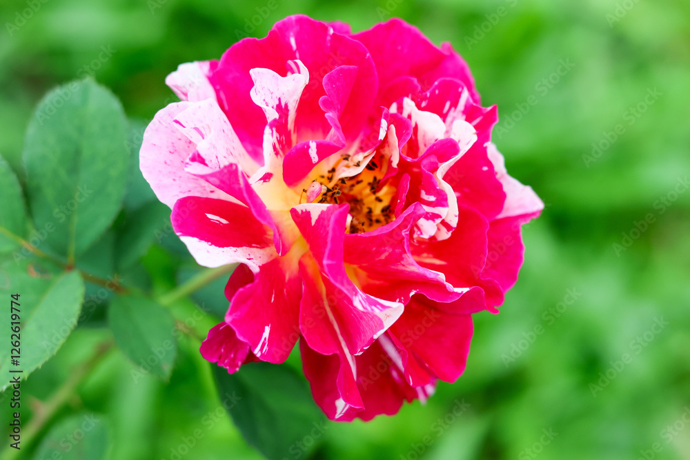 Obraz premium A thousand-year-old rose blooms in the garden