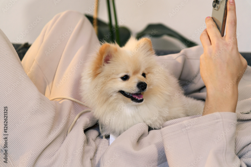 Pomeranian Dog and Young Owner Hugging on Couch Pomeranian Dog and Young Owner Hugging on Couch