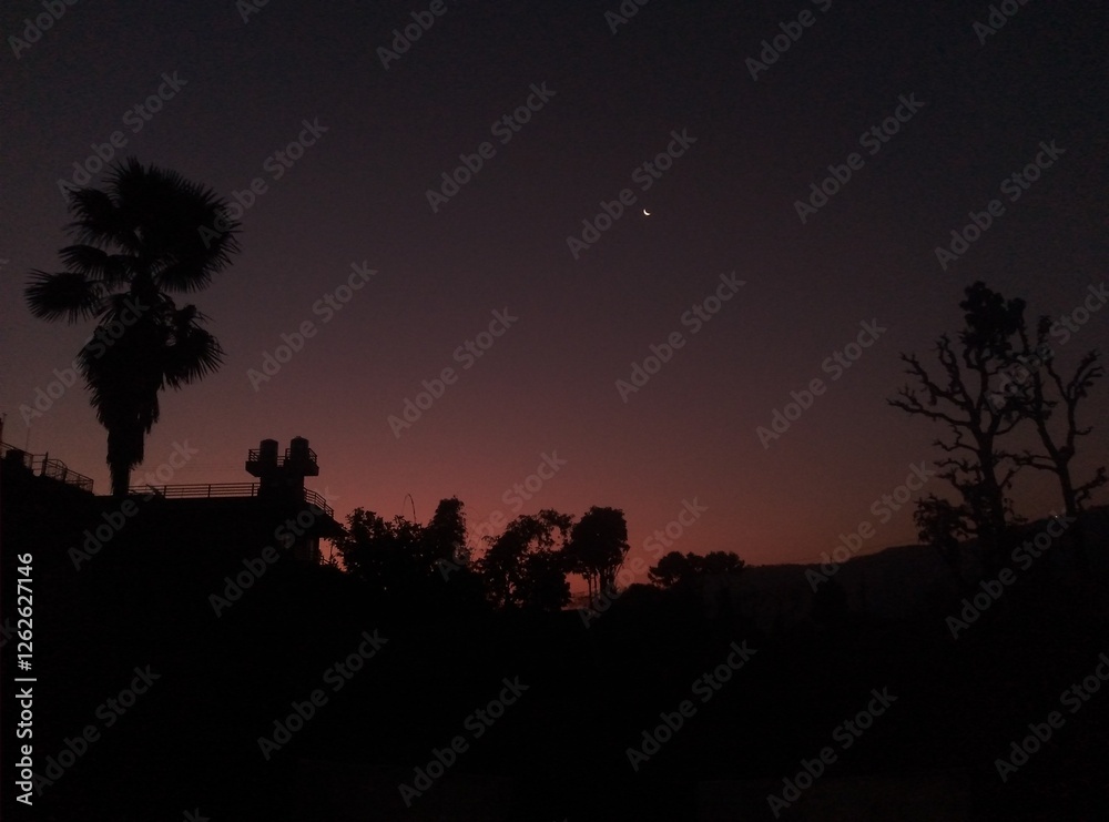 silhouette of a tree