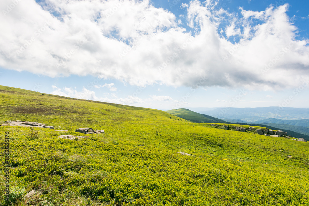 green meadows of carpathian mountain landscape. alpine nature scenery with stones among lush grass on rolling hills beneath a blue sky with clouds. summer vacations in ukraine