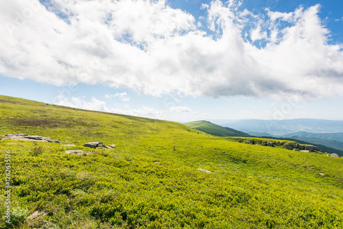Obraz na płótnie green meadows of carpathian mountain landscape. alpine nature scenery with stones among lush grass on rolling hills beneath a blue sky with clouds. summer vacations in ukraine w salonie