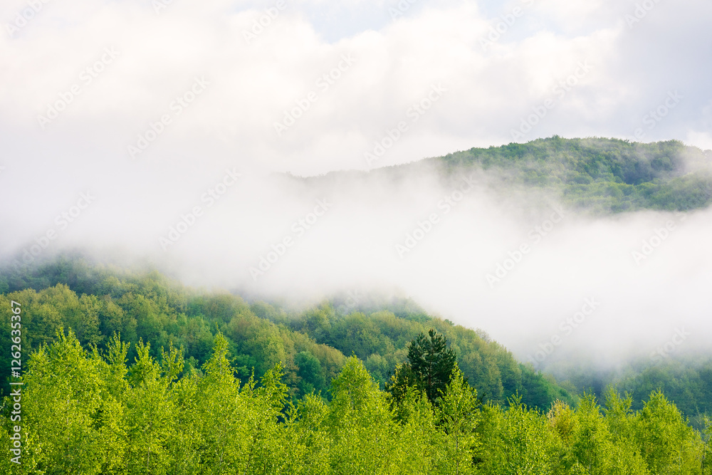 landscape with fog above the deciduous forest on the hill. blue sky with clouds. beautiful foggy weather in the morning. mist in the valley. scenic mountain outdoor background in spring