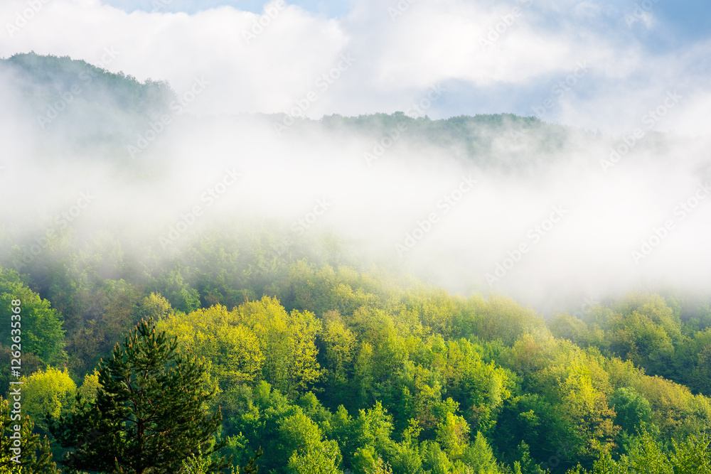 landscape with fog above the deciduous forest on the hill. blue sky with clouds. beautiful foggy weather in the morning. mist in the valley. scenic mountain outdoor background in spring