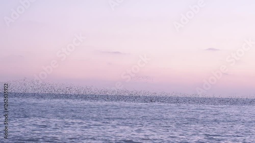 Starling murmuration over Brighton Beach