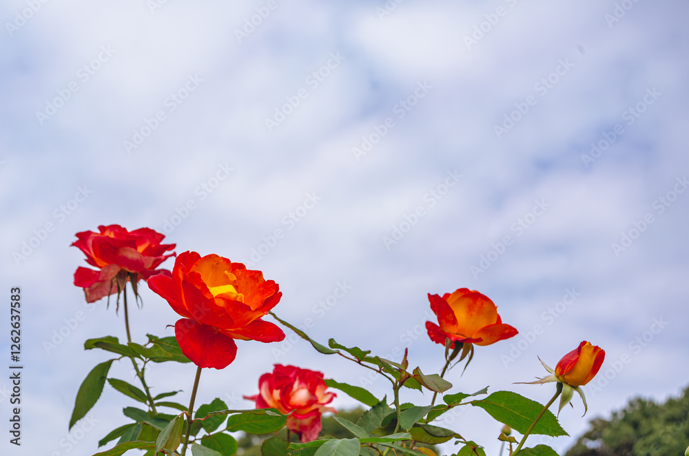Fototapeta premium 前橋バラ園 薔薇の花136