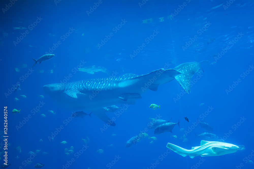 Fototapeta premium With each glide, the whale shark proves that sometimes the most majestic things move the slowest, Georgia Aquarium, Atlanta, Georgia, United States of America