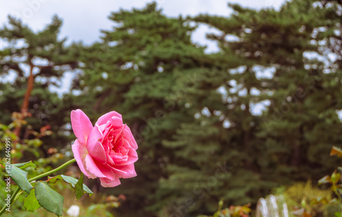 前橋バラ園　薔薇の花13 photo