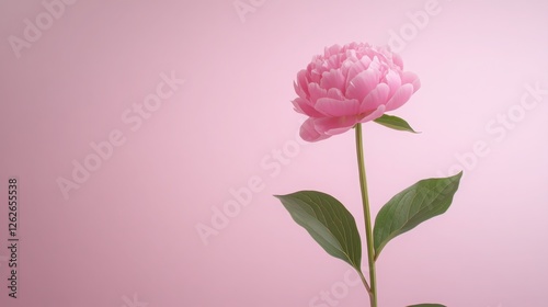 peony flowers are a beautiful concept. Pink peony flower against a soft pink background.
