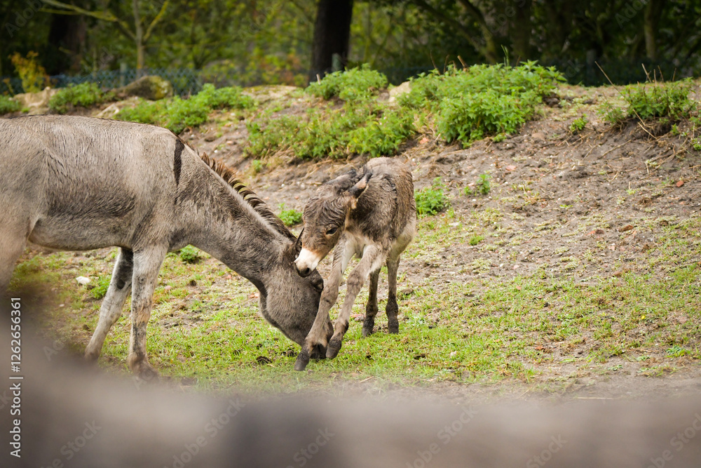 Donkey walking around its enclosure on safari. Free-roaming animals in the safari park. Donkey walking around its enclosure on safari. Free-roaming animals in the safari park.