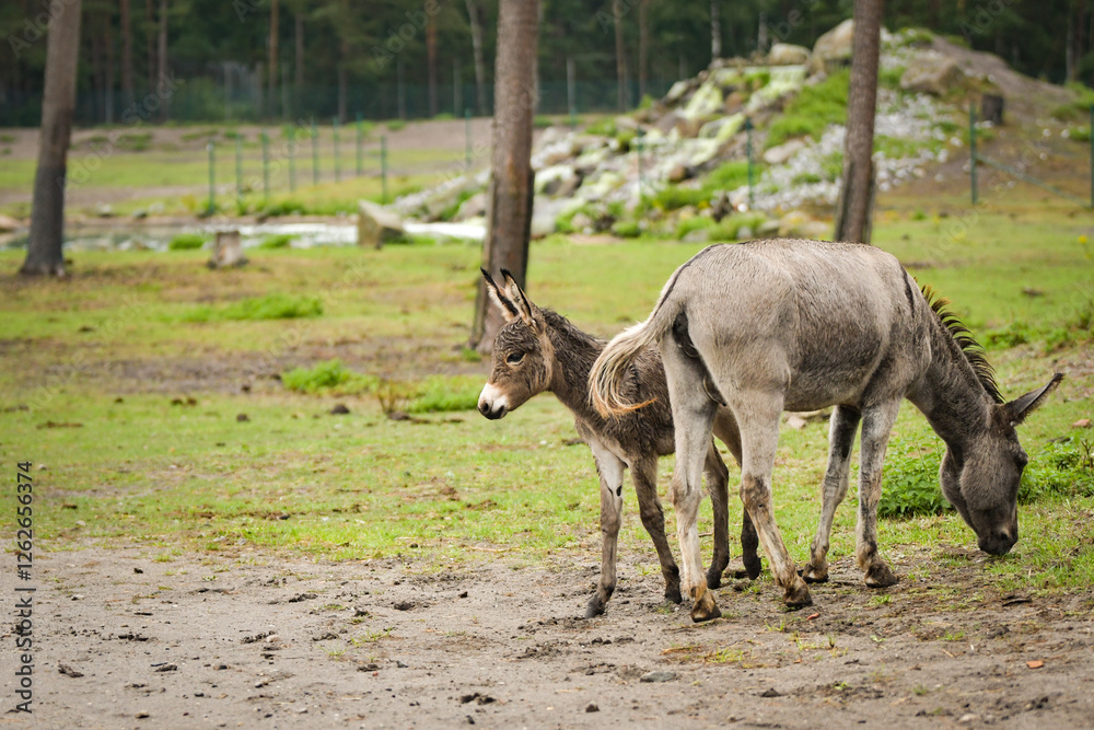 Donkey walking around its enclosure on safari. Free-roaming animals in the safari park. Donkey walking around its enclosure on safari. Free-roaming animals in the safari park.