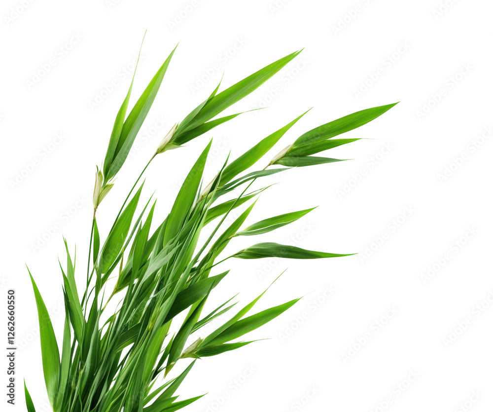 Fototapeta premium Dynamic green grass dance nature flora isolated on transparent background