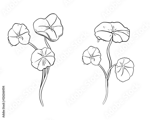 Centella asiatica bunch black white vector illustration on white. Tiger herb umbrella shaped leaves, gotu kola hand drawn monochrome botanical sketch for design packaging herbal extract product.