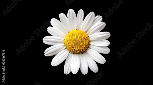 blume, daisy, natur, weiß, isoliert, pflanze, kamille, kamille, sommer, gelb, aufblühen, blühen, schönheit, frühling, flora, makro, black, garden, alleinstehend, blütenblätter, floral, close up, schön
