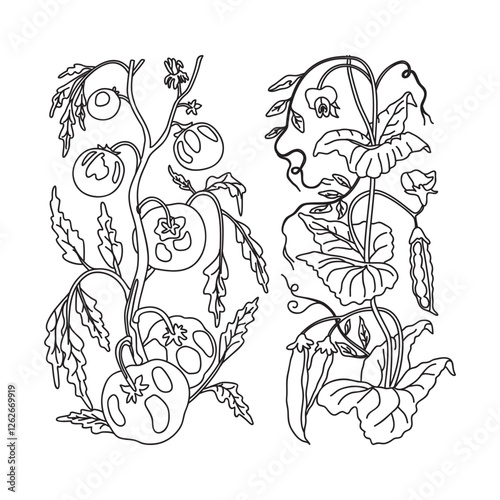 Line art growing tomatoes and peas isolated background. Hand drawn outline botanical plants with stems, leaves and vegetables vector illustration. Graphic design for Label, Shop, Advertising, Coloring