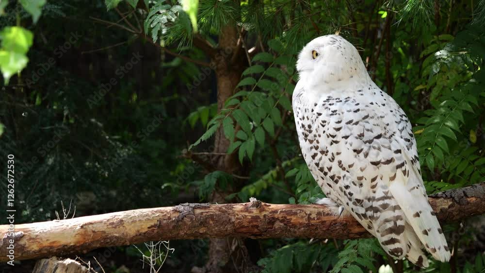 Snowy owl, Bubo scandiacus, bird of the Strigidae family. With a yellow eye Snowy owl, Bubo scandiacus, bird of the Strigidae family. With a yellow eye