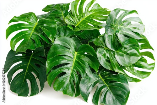 A single tropical leaf placed on a clear background for design purposes