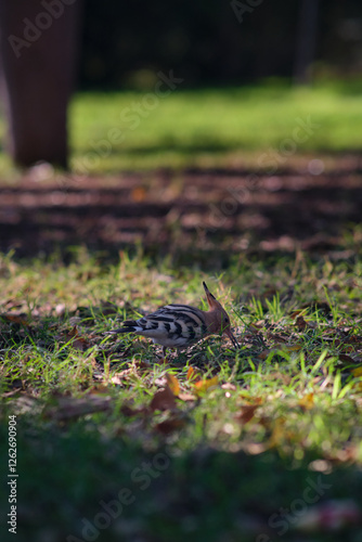 hoopoe bird on the green grass photo