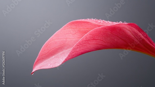 fresh vegetable concept. Delicate pink petal with subtle texture against a soft gray background.