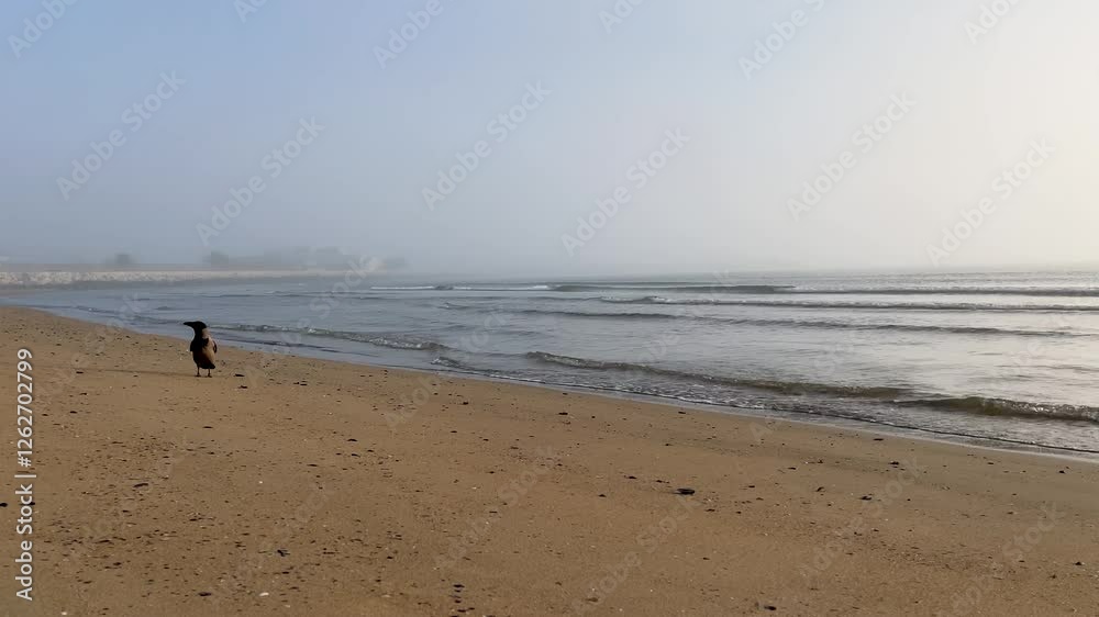 Crow on the sand beach in the morning. Curious bird walking in nature. Beautiful sea scape. Crow on the sand beach in the morning. Curious bird walking in nature. Beautiful sea scape.