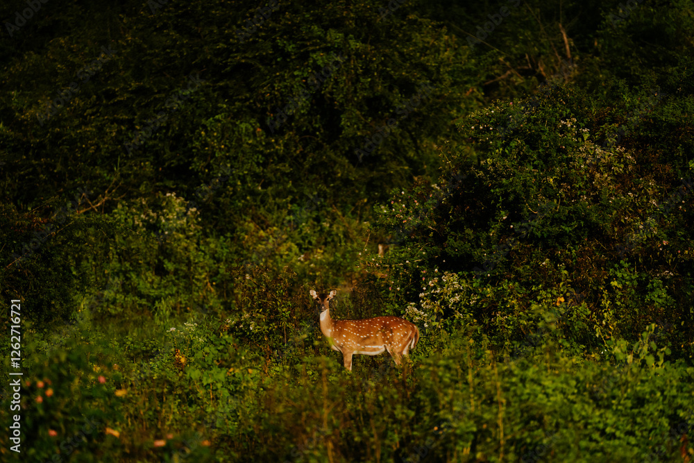 Fototapeta premium Safari na Sri Lance sarny