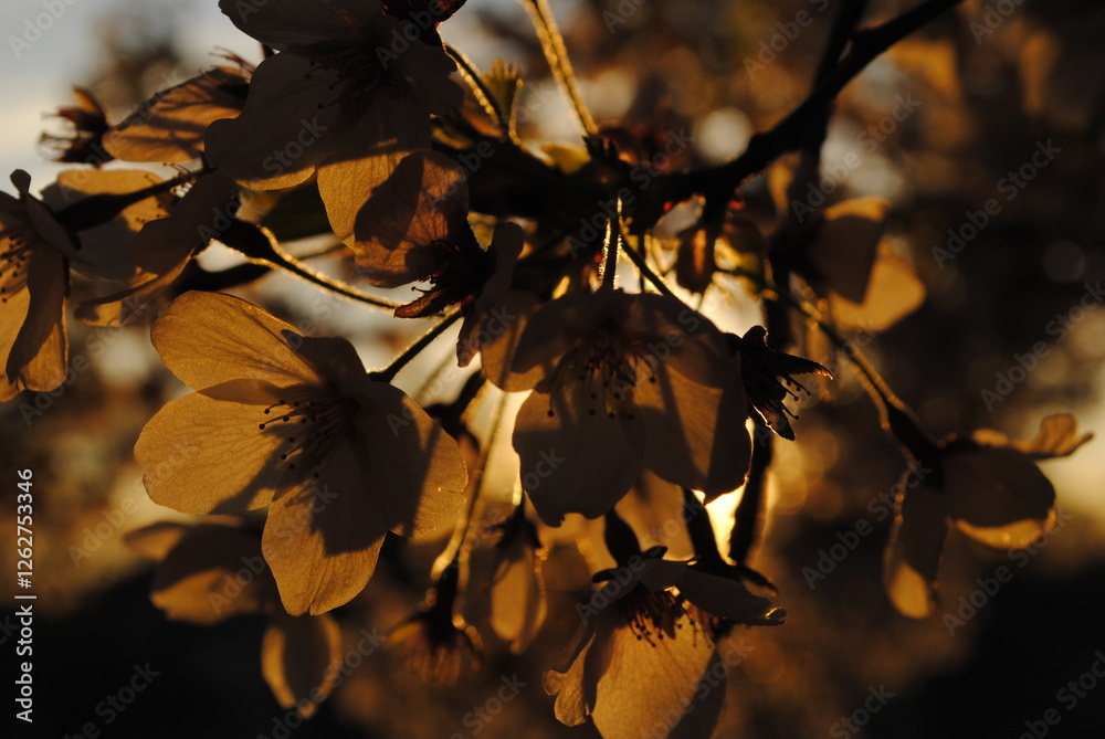 Fototapeta premium autumn leaves on the tree