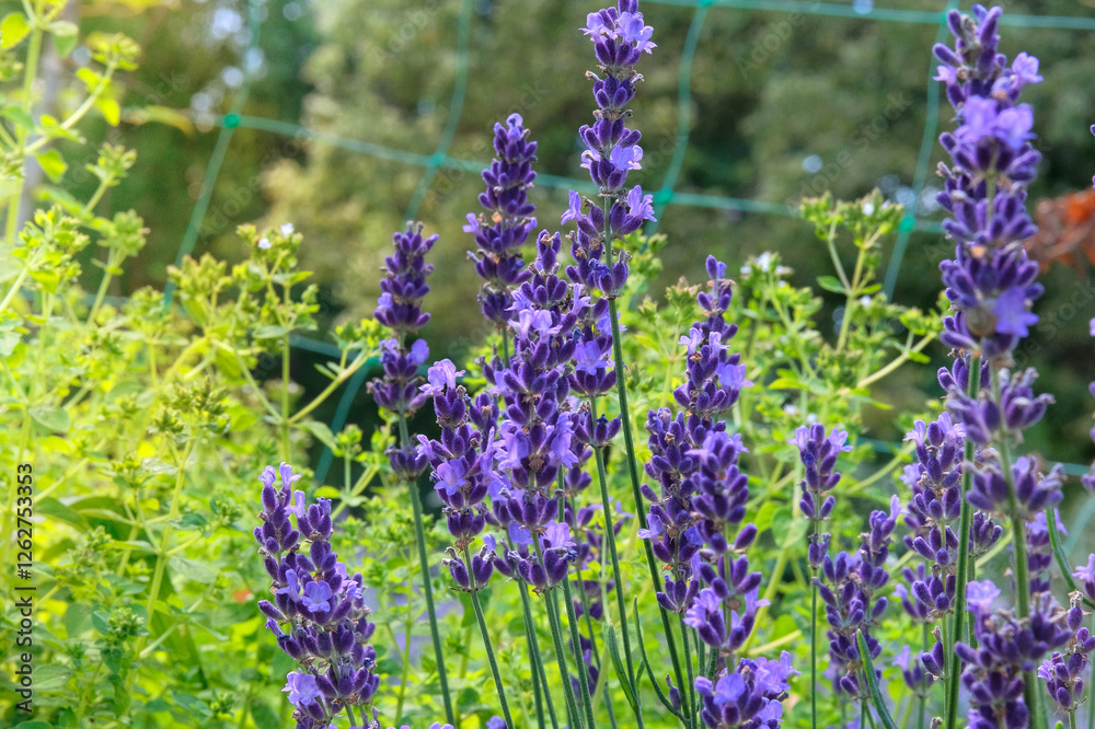 Fototapeta premium Lavandula officinalis grows in meadow. Lavandula cultivated for ornamental purposes and for oil production in cottage garden. Sunny day.