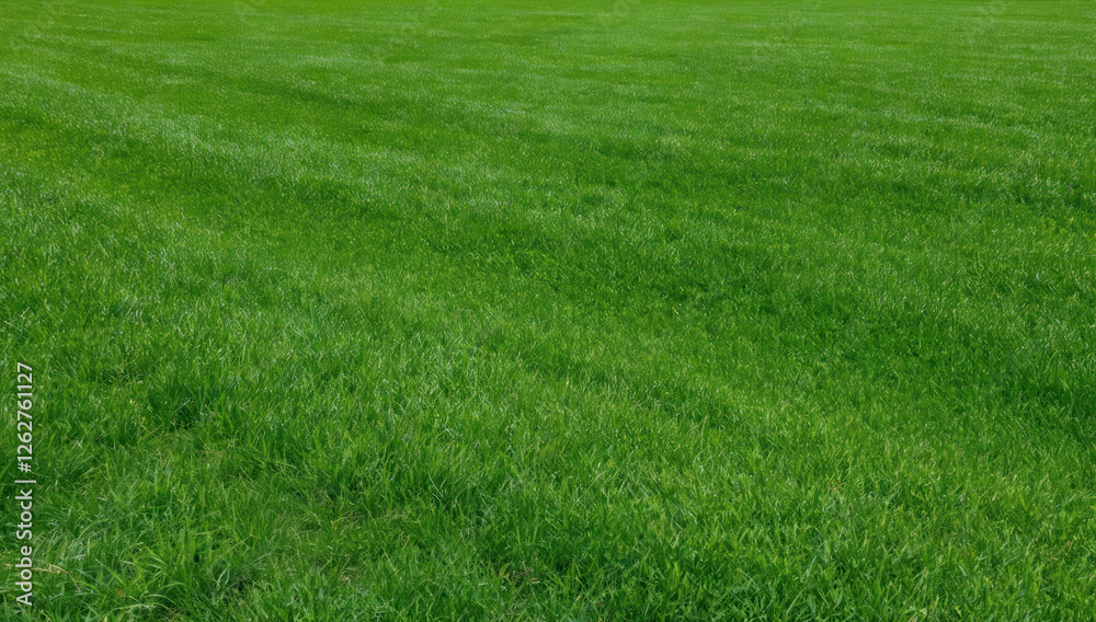 Texture of green grass on spring lawn: close-up of freshly recruited field and scenic natural background. Texture of green grass on spring lawn: close-up of freshly recruited field and scenic natural background.