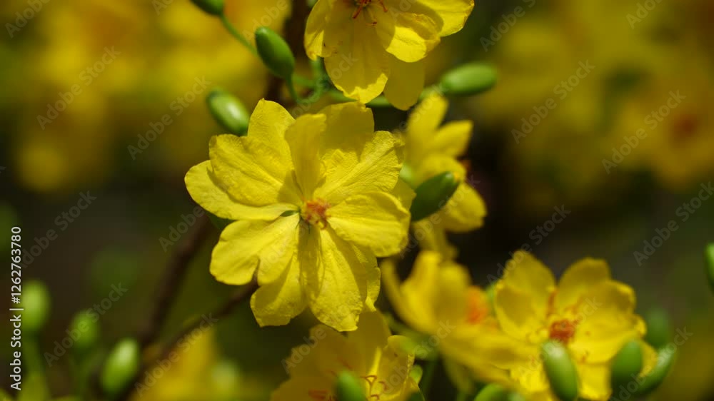 the golden blooms of Ochna integerrima, commonly known as the Vietnamese Mai flower, symbolizing prosperity and good fortune. The delicate petals and vibrant buds signify renewal and spring the golden blooms of Ochna integerrima, commonly known as the Vietnamese Mai flower, symbolizing prosperity and good fortune. The delicate petals and vibrant buds signify renewal and spring