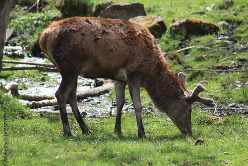 Cerf des Pyrénées, France