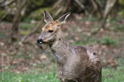 Biche