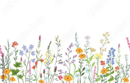 vector illustration of background with various wildflowers and delicate plants, seamless from right to left