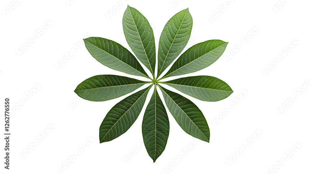 a green leaf on a transparent background, PNG image, PNG file, Generative art. a green leaf on a transparent background, PNG image, PNG file, Generative art.
