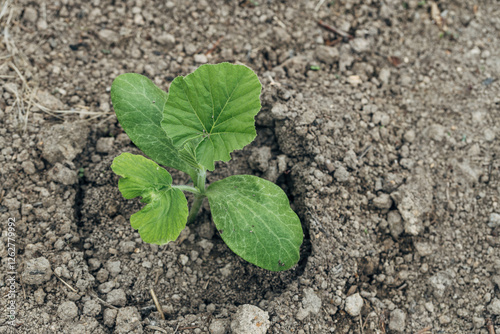 Pumpkin seedlings and young leaves sprouting from the ground